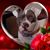 Lorri Lea Marriott's profile image