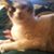 Cynthia Flores's profile image
