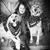Sonya Dodd's profile image