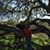 Carol Stenlund's profile image
