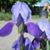 Mary Spencer's profile image