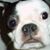 Tiffany Janes's profile image