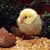 Rebecca Brunwald's profile image