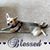 Linda Rotonda Cella's profile image