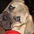 Debbie Greene Bruner's profile image