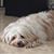 June Piscitelli's profile image