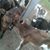 Sultan Dariy Farm's profile image