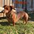Sue Brown's profile image