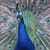 Marsha Keller's profile image