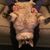 Michelle Fratus's profile image