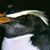 Alan Rogerson's profile image
