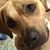 Laura Hoksbergen Hickman's profile image