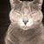 Tetiana Nemyrovska's profile image