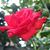 Mayra Ramirez Boza's profile image