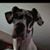 Rocco DellaPenna's profile image