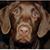 Shari Brown's profile image