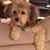 Patricia Skewes's profile image