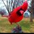 Barbara Dixon's profile image