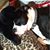 Deborah A. McIntyre's profile image
