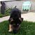 Bob Levitt's profile image