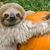 Lindy Smith Crooks's profile image