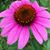 Jeanne Fransway's profile image