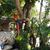 Rosanne Peterson-Brandt's profile image