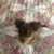 Megan Mae Dennis's profile image