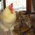 Nancy Phillips's profile image