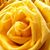 Aisha Karen Khan's profile image