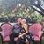 Mandy Shea Anderton's profile image