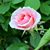 Denise Cain Garvin's profile image