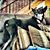 Christopher Saylor-Roberts's profile image