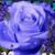 Marla Morse Crawley's profile image
