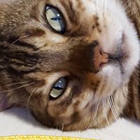 Nancy Sangiacomo's profile image