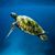 John Falatea Salanoa's profile image