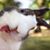 Tina Rambo's profile image