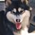 Atticus Appel's profile image