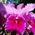 Diana Knight's profile image