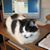 Sharon Vogel Thompson's profile image