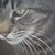 Phyllis Johnson Nosek's profile image