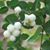 Nodia Benis's profile image