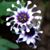Peggy van Lower's profile image