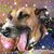 Boni Forte's profile image