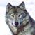Stephen Wolfe's profile image