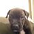 Malique Davis's profile image