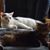 Juan Phillips's profile image
