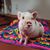 Tracey Marie Pierce Airoso's profile image