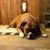 Bob Herz's profile image