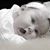 Randa Aldabet's profile image